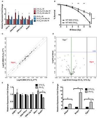 The Transcription Factor Hif-1 Enhances the Radio-Resistance of Mouse MSCs